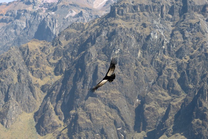colcacanyoncruzdelcondor8.jpg
