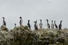 Pisco - Islas Ballestas piscoislasballestas8_small.jpg