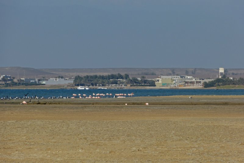reservanacionaldeparacasflamingos.jpg