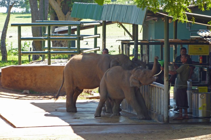 elephanttransithouse3.jpg