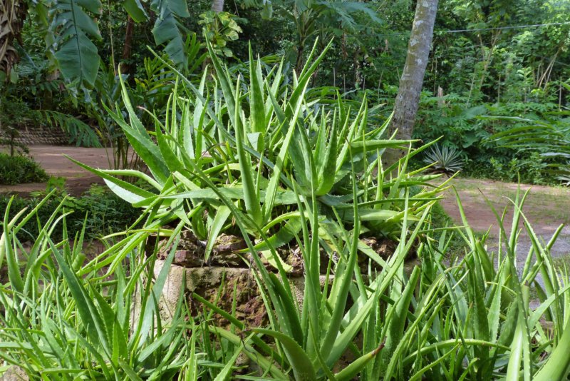 kruidentuinmatale2.jpg