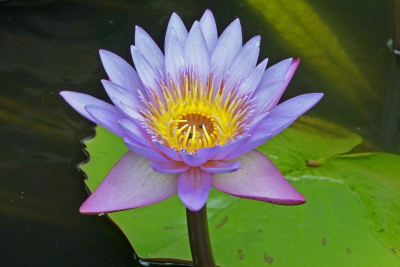 lotus.jpg