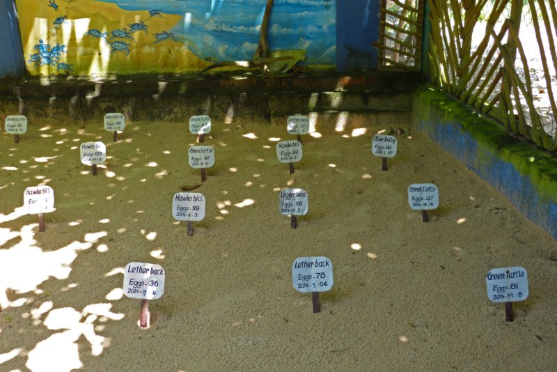 seaturtlehatcheryhabaraduwa2.jpg