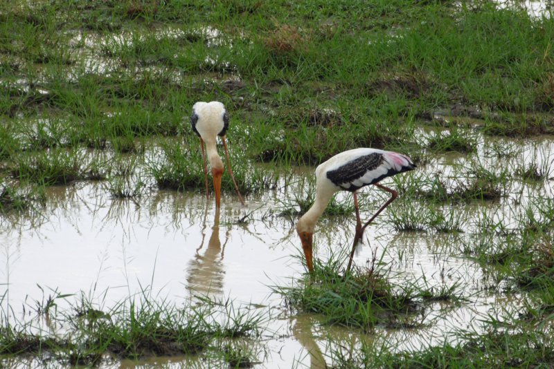 udawalawenationaalpark10.jpg