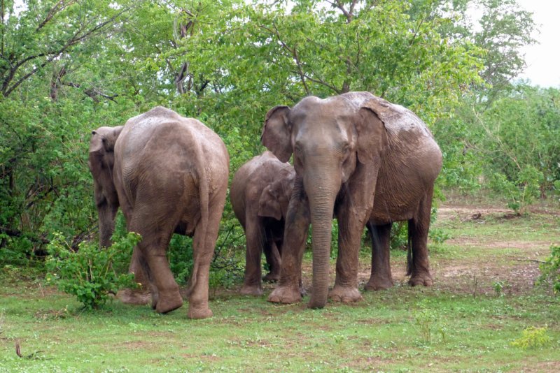 udawalawenationaalpark11.jpg