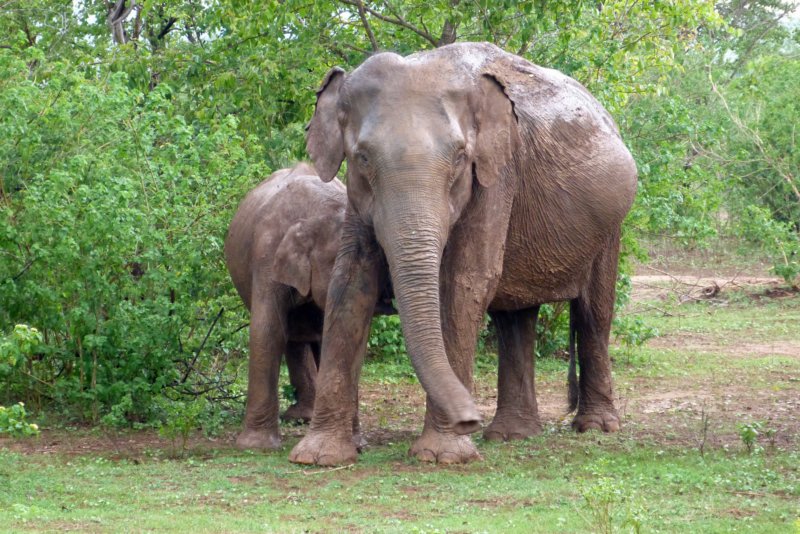 udawalawenationaalpark13.jpg