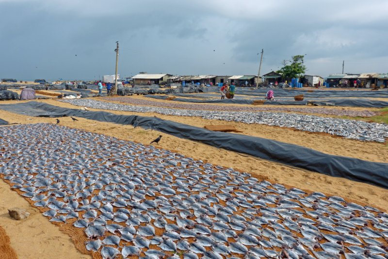 visdrogenbijnegombo.jpg