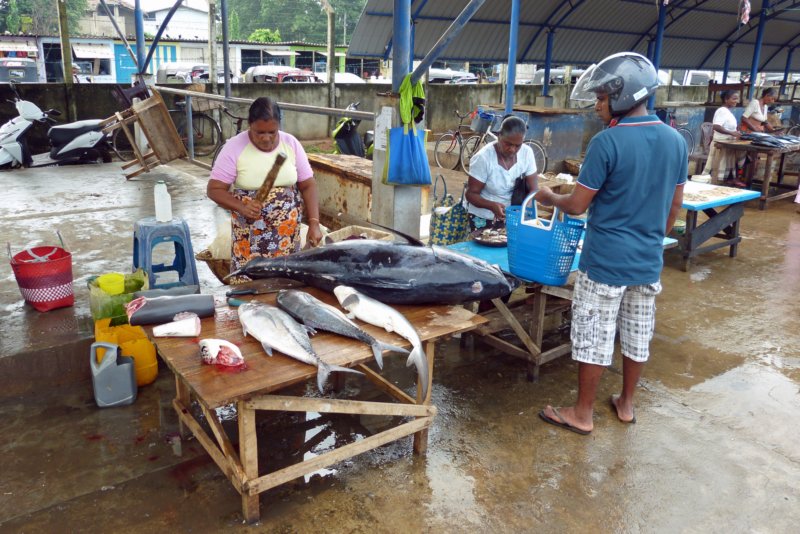 vismarktnegombo4.jpg