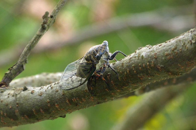 cicade.jpg
