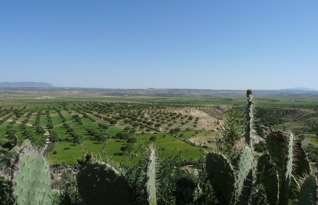 tunesischlandschapmetcactussen.jpg