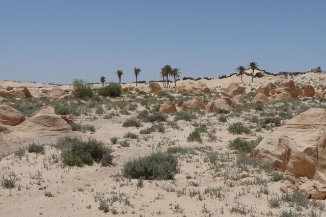 versteendezandduinen.jpg