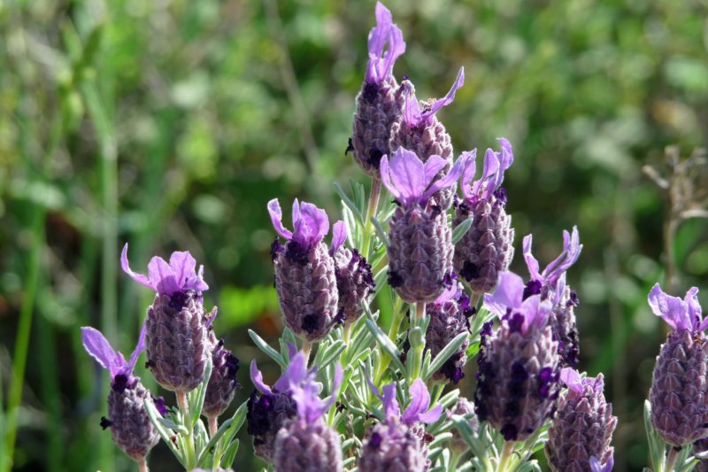 wandelingbloem.jpg