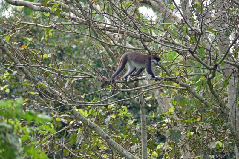 bigodiwetlandredtailedmonkey.jpg