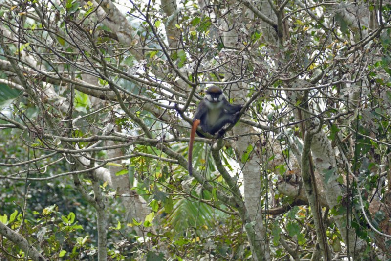 bigodiwetlandredtailedmonkey2.jpg