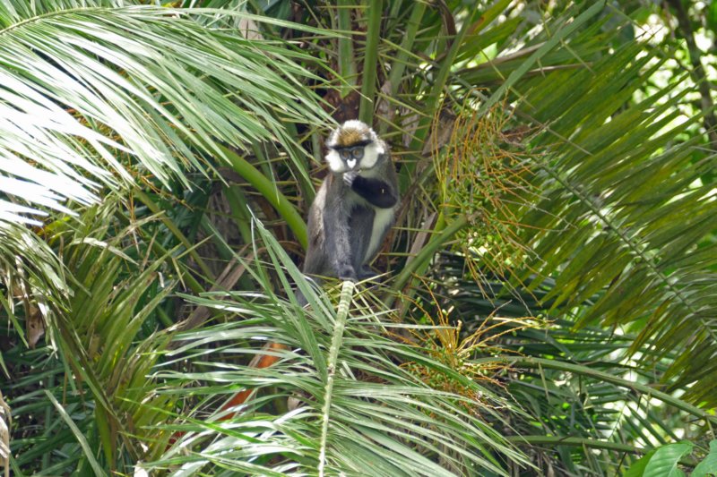 bigodiwetlandredtailedmonkey3.jpg
