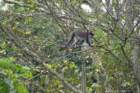 bigodiwetlandredtailedmonkey_small.jpg