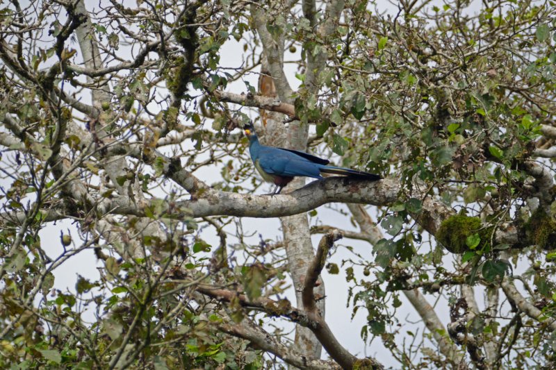 bigodiwetlandturaco.jpg