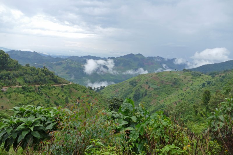 bwindiimpenetrableforestgorillatrekking.jpg
