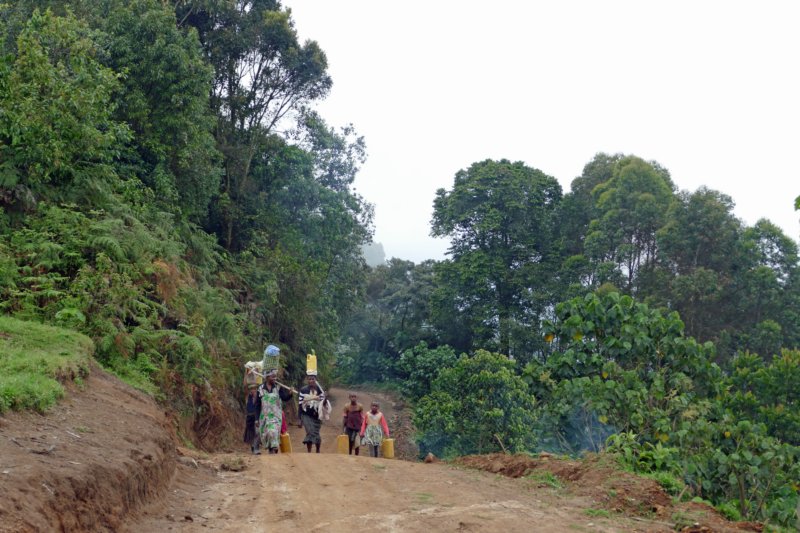 bwindiimpenetrableforestgorillatrekking2.jpg