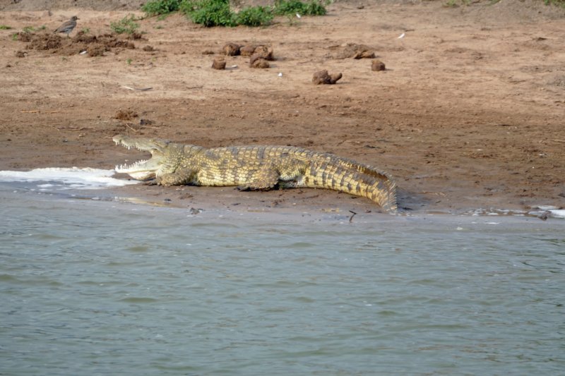 kazingakanaalkrokodil.jpg