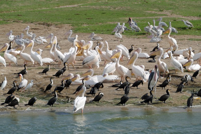 kazingakanaalvogels2.jpg