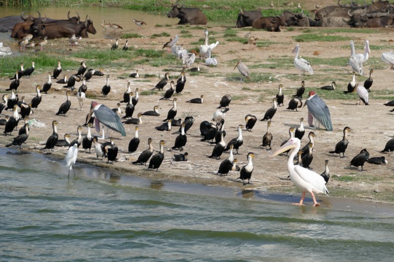 kazingakanaalvogels3.jpg