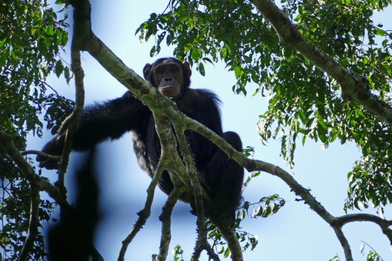 kibaleforestchimpansee.jpg