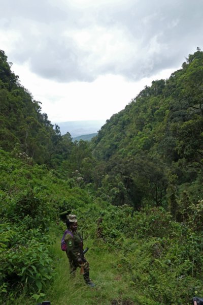mgahingagorillanpsabinyogorge4.jpg