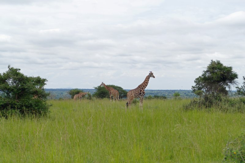 murchisonfallsgiraffen.jpg