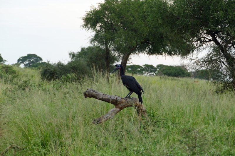 murchisonfallsgrondneushoornvogel.jpg