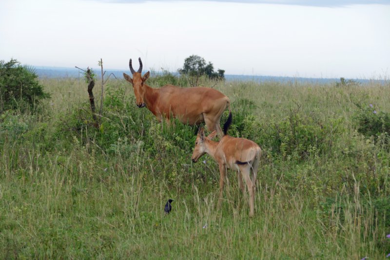 murchisonfallsjacksonshartebeest.jpg