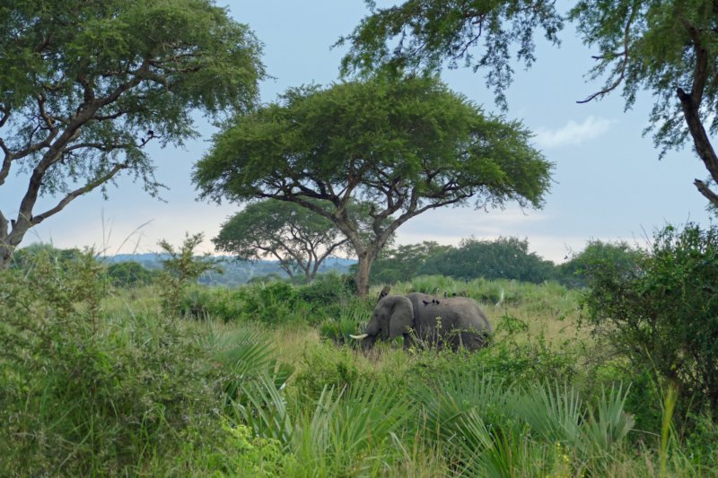 murchisonfallsolifant.jpg