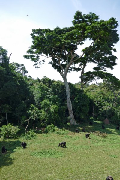 ngambaeilandchimpansees.jpg