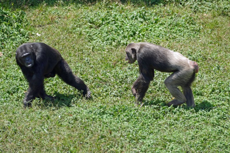 ngambaeilandchimpansees2.jpg