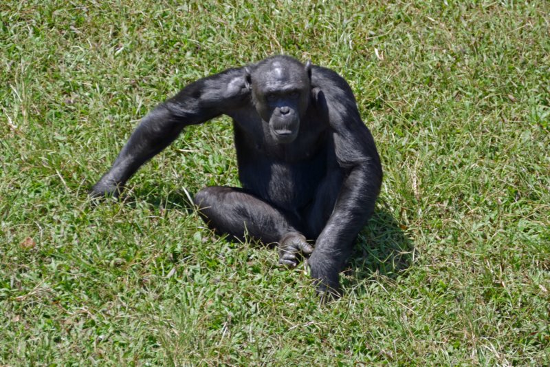 ngambaeilandchimpansees3.jpg