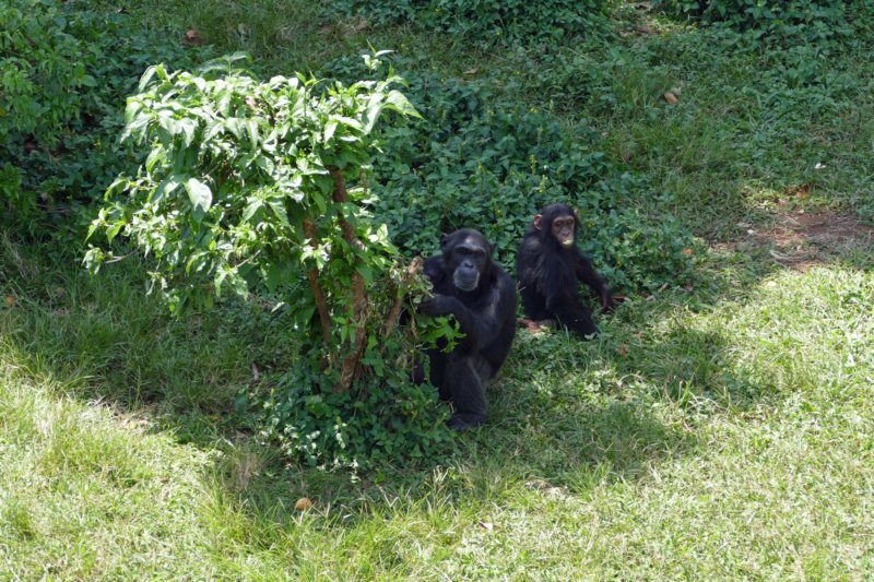 ngambaeilandchimpansees4.jpg
