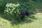 ngambaeilandchimpansees4_small.jpg