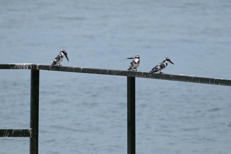 ngambaeilandijsvogels.jpg