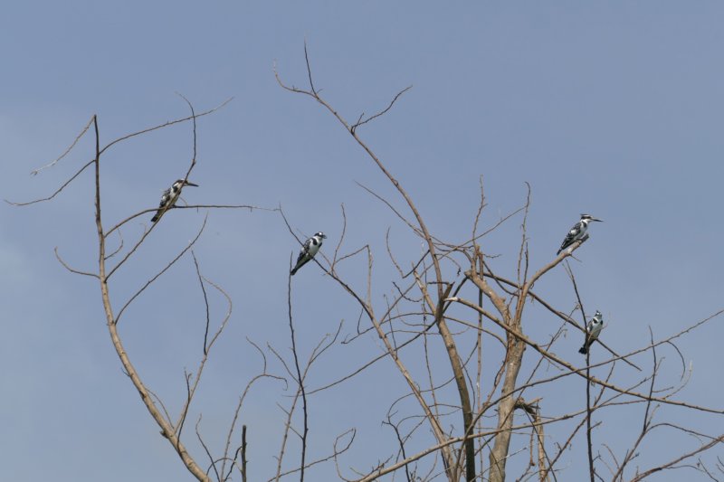 victoriameerijsvogels.jpg