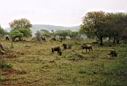 Oudste wildreservaat van Afrika