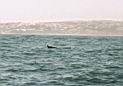 Walvis (nou ja , de staart)